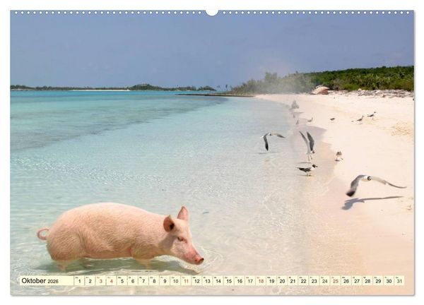Produktbild: Schwimmende Schweine (hochwertiger Premium Wandkalender 2026 DIN A2 quer), Kunstdruck in Hochglanz