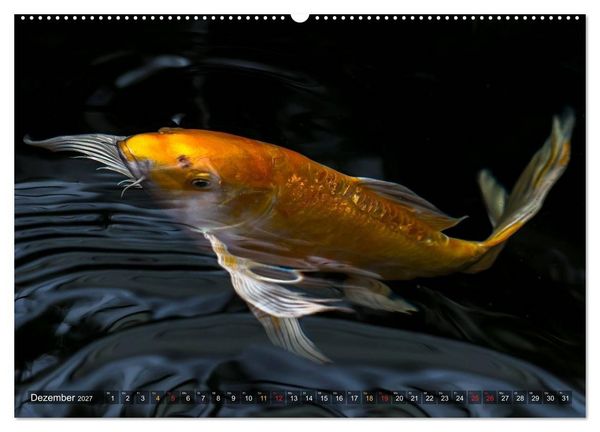 Produktbild: Nishikigoi &ndash; Koikarpfen in ihrer Welt (Wandkalender 2027 DIN A2 quer), CALVENDO Monatskalender