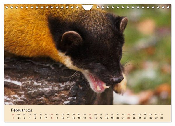 Produktbild: Frettchen und Marder. Frech, witzig, niedlich (Wandkalender 2026 DIN A4 quer), CALVENDO Monatskalender