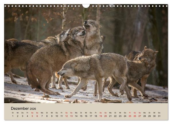 Produktbild: Wolfsrudel (Wandkalender 2026 DIN A3 quer), CALVENDO Monatskalender