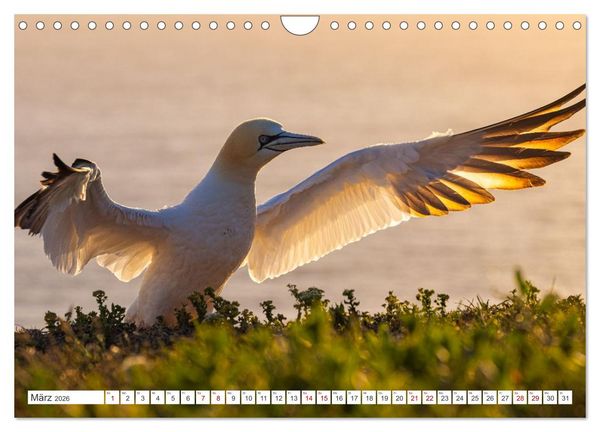 Produktbild: Basst&ouml;lpel - Helgolands faszinierende V&ouml;gel (Wandkalender 2026 DIN A4 quer), CALVENDO Monatskalender