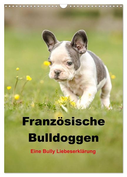 Französische Bulldoggen - Eine Bully Liebeserkärung (Wandkalender 2025 DIN A3 hoch), CALVENDO Monatskalender