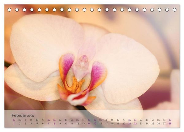 Produktbild: Phalaenopsis - die zauberhafte Welt der Orchideen (Tischkalender 2026 DIN A5 quer), CALVENDO Monatskalender