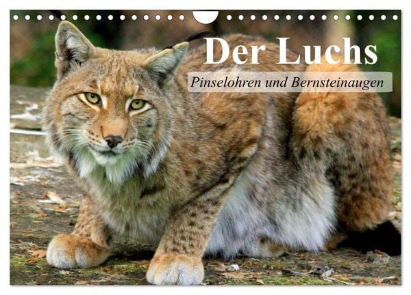 Produktbild: Der Luchs. Pinselohren und Bernsteinaugen (Wandkalender 2026 DIN A4 quer), CALVENDO Monatskalender