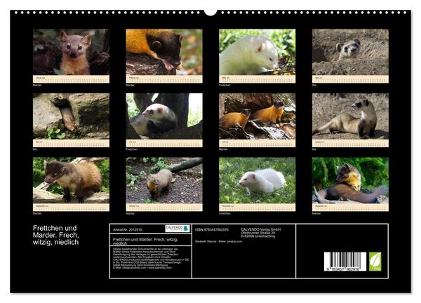 Produktbild: Frettchen und Marder. Frech, witzig, niedlich (hochwertiger Premium Wandkalender 2026 DIN A2 quer), Kunstdruck in Hochglanz