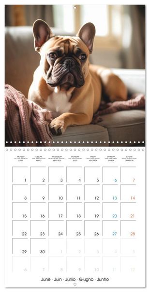 Produktbild: Portraits de petits chiens (Calendrier mural carr&eacute; 2026 30x30 cm) Calendrier double avec une page pour vos prises de notes