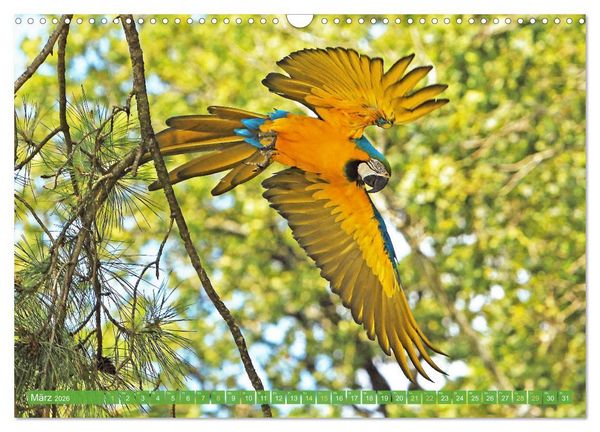 Produktbild: Papageien: Farbenpracht im Flug (Wandkalender 2026 DIN A3 quer), CALVENDO Monatskalender