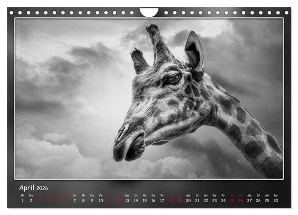 Produktbild: Tieren ins Gesicht geschaut (Wandkalender 2026 DIN A4 quer), CALVENDO Monatskalender