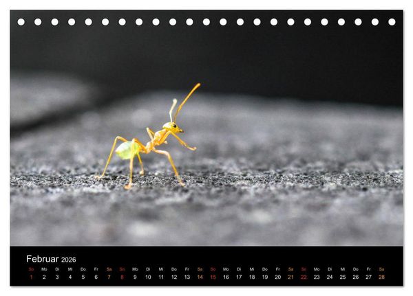 Produktbild: Australien, tierischer Kontinent (Tischkalender 2026 DIN A5 quer), CALVENDO Monatskalender
