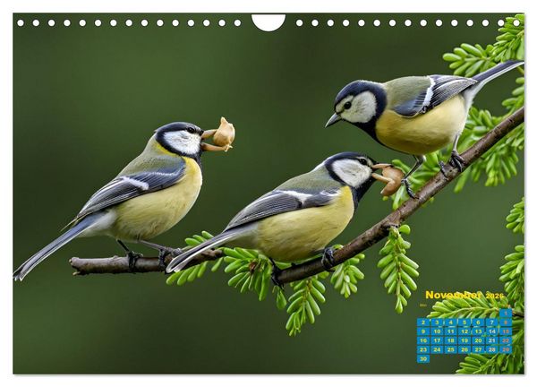Produktbild: Singers from our regions - Our intimate nature (Wall Calendar 2026 DIN A4 landscape), CALVENDO 12 Month Wall Calendar
