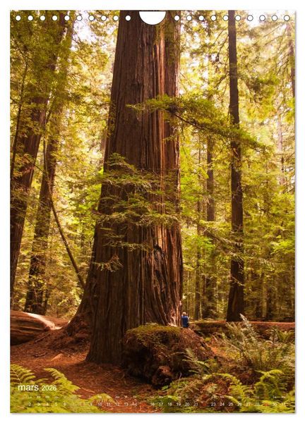 Produktbild: G&eacute;ants verts de la for&ecirc;t (Calendrier mural 2026 DIN A4 horizontal), CALVENDO calendrier mensuel