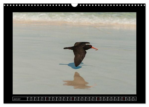 Produktbild: V&ouml;gel von "Down Under" Australien (Wandkalender 2027 DIN A3 quer), CALVENDO Monatskalender