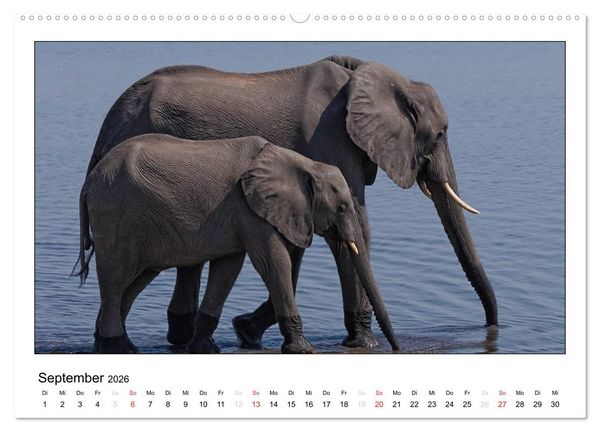Produktbild: Afrikanische Elefanten (hochwertiger Premium Wandkalender 2026 DIN A2 quer), Kunstdruck in Hochglanz