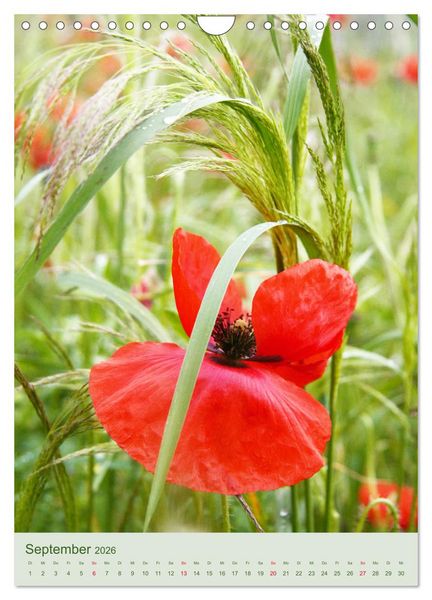 Produktbild: Mohn im Feld (Wandkalender 2026 DIN A4 hoch), CALVENDO Monatskalender