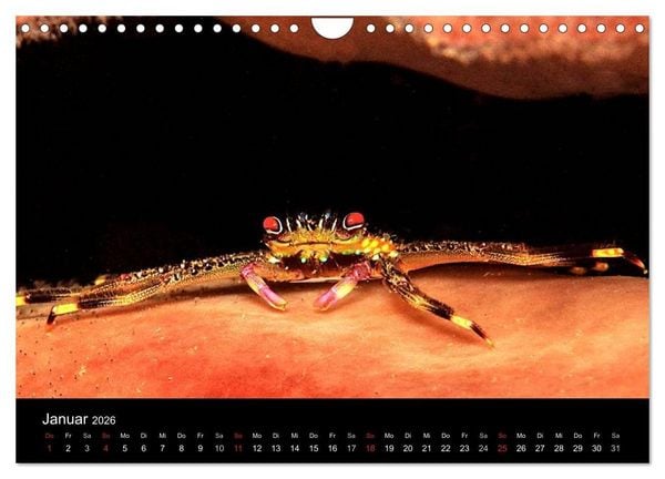 Produktbild: Faszination Makro Unterwasser (Wandkalender 2026 DIN A4 quer), CALVENDO Monatskalender