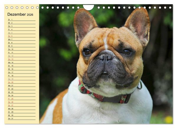 Produktbild: Franz&ouml;sische Bulldogge - Clown auf 4 Pfoten (Wandkalender 2026 DIN A4 quer), CALVENDO Monatskalender
