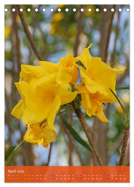 Produktbild: Mexican Garden Flowers - Aguascalientes (Desk Calendar 2026 DIN A5 portrait), CALVENDO 12 Month DeskCalendar