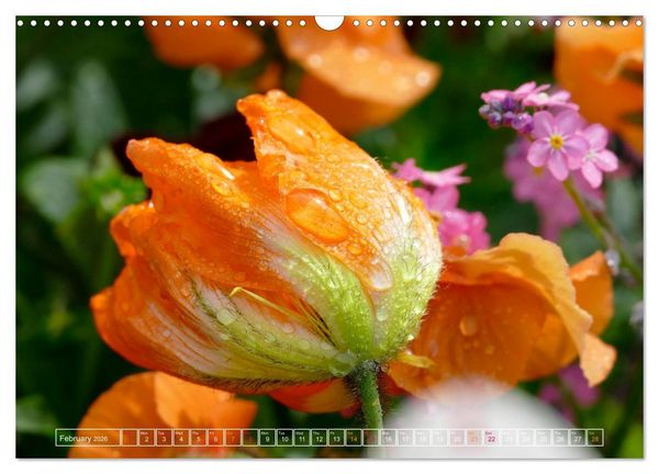 Produktbild: Blooming beauties (Wall Calendar 2026 DIN A3 landscape), CALVENDO 12 Month Wall Calendar