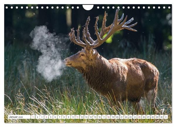 Produktbild: Emotionale Momente: Hirschbrunft (Wandkalender 2026 DIN A4 quer), CALVENDO Monatskalender