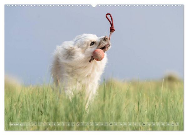 Produktbild: Mit Hunden an den Str&auml;nden von Nord- und Ostsee (hochwertiger Premium Wandkalender 2027 DIN A2 quer), Kunstdruck in Hochglanz