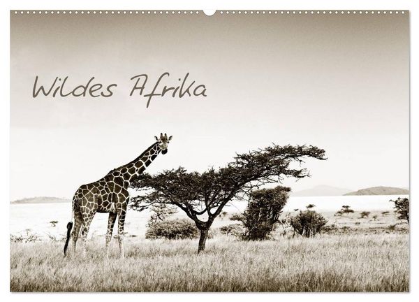 Produktbild: Wildes Afrika (Wandkalender 2026 DIN A2 quer), CALVENDO Monatskalender