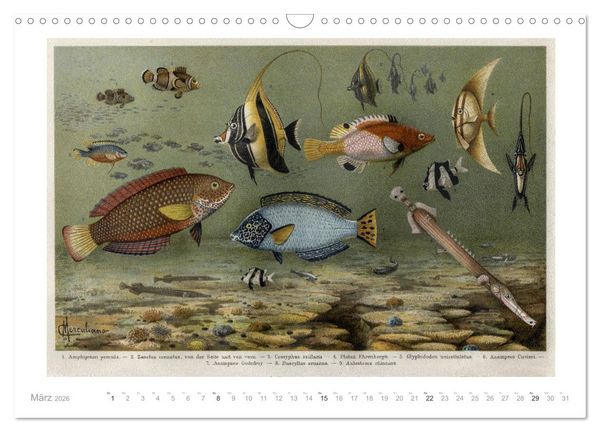 Produktbild: Farbenpr&auml;chtige Fauna. Fische, V&ouml;gel, Schmetterlinge in Grafiken des 19 Jahrhunderts (Wandkalender 2026 DIN A3 quer), CALVENDO Monatskalender