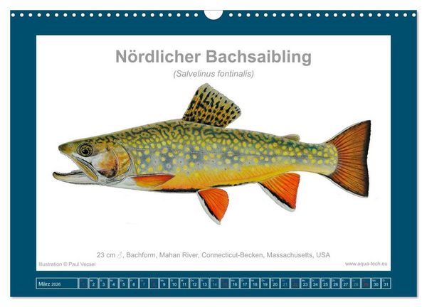 Produktbild: Fisch als Kunst 2026: Amerikanische Saiblinge (Wandkalender 2026 DIN A3 quer), CALVENDO Monatskalender