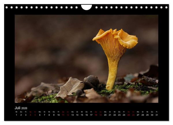 Produktbild: Pilzgalerie - Heimische Pilze aus der Region Rheinland-Pfalz (Wandkalender 2026 DIN A4 quer), CALVENDO Monatskalender