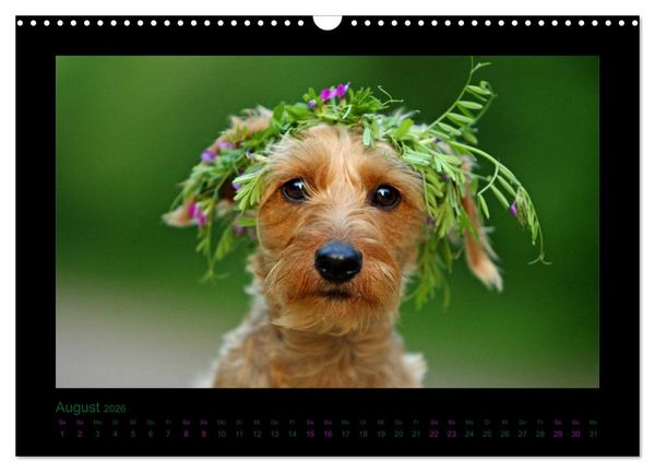 Produktbild: Elli Pirelli... aus dem Leben eines fr&ouml;hlichen Pinscher-Dackel-M&auml;dels (Wandkalender 2026 DIN A3 quer), CALVENDO Monatskalender