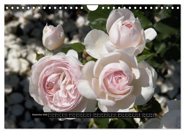 Produktbild: Rosen - Parade (Wandkalender 2026 DIN A4 quer), CALVENDO Monatskalender