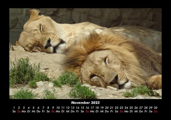 Produktbild: Tiere in der Wildnis 2025 Fotokalender DIN A3