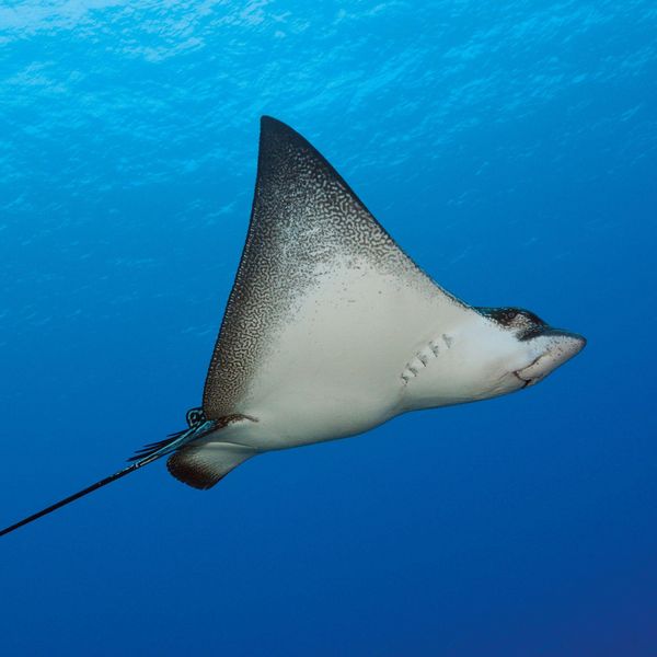 Produktbild: Meerestiere / Sea Creatures 2027