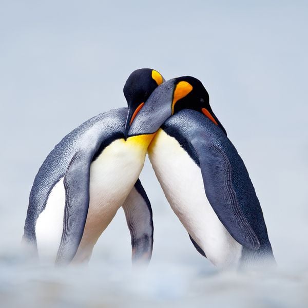 Produktbild: Penguins 2027