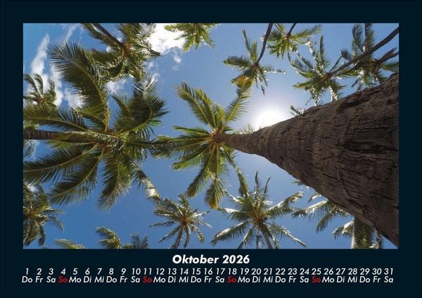 Produktbild: Palmen 2026 Fotokalender DIN A5