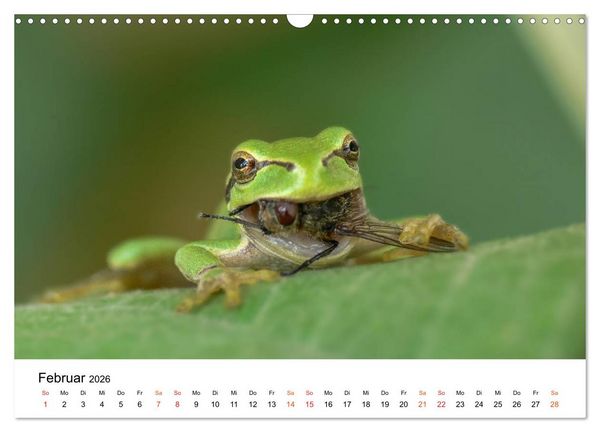Produktbild: Besucher im Garten - Laubfr&ouml;sche (Wandkalender 2026 DIN A3 quer), CALVENDO Monatskalender