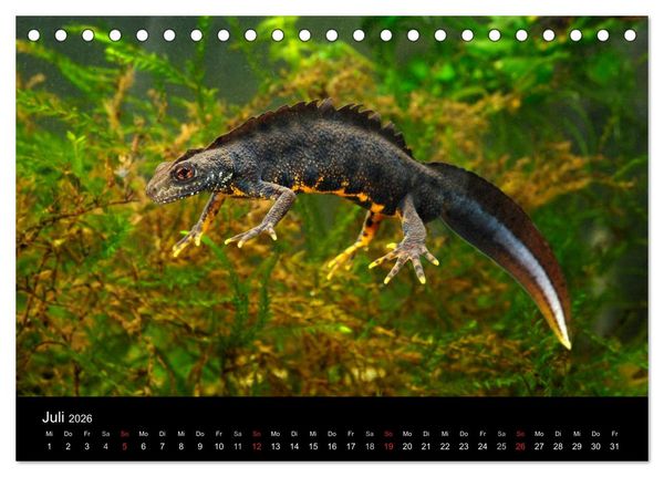 Produktbild: Salamander und Molche (Tischkalender 2026 DIN A5 quer), CALVENDO Monatskalender