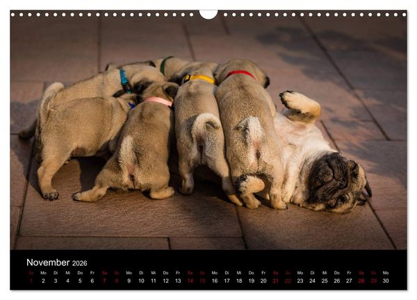Produktbild: Mopswelpen (Wandkalender 2026 DIN A3 quer), CALVENDO Monatskalender