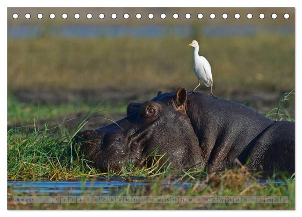 Produktbild: Flusspferde Magie des Augenblicks - Hippos in Afrika (Tischkalender 2027 DIN A5 quer), CALVENDO Monatskalender