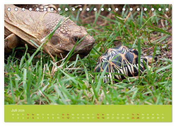 Produktbild: Meine Schildkr&ouml;ten (Tischkalender 2026 DIN A5 quer), CALVENDO Monatskalender