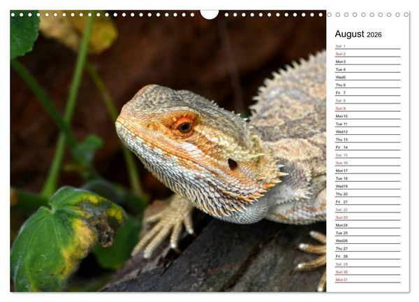 Produktbild: Close to Australian Bearded Dragons (Wall Calendar 2026 DIN A3 landscape), CALVENDO 12 Month Wall Calendar