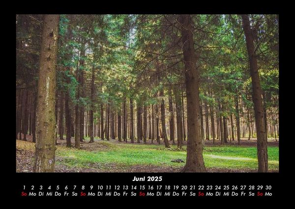 Produktbild: Waldzauber 2025 Fotokalender DIN A3