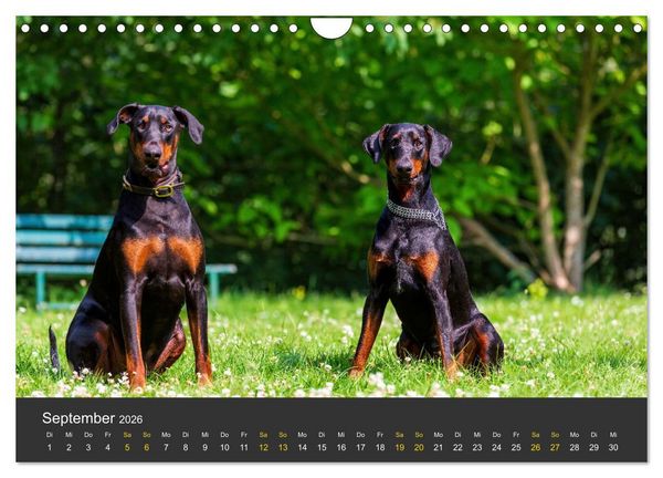 Produktbild: Dobermann 2026 (Wandkalender 2026 DIN A4 quer), CALVENDO Monatskalender