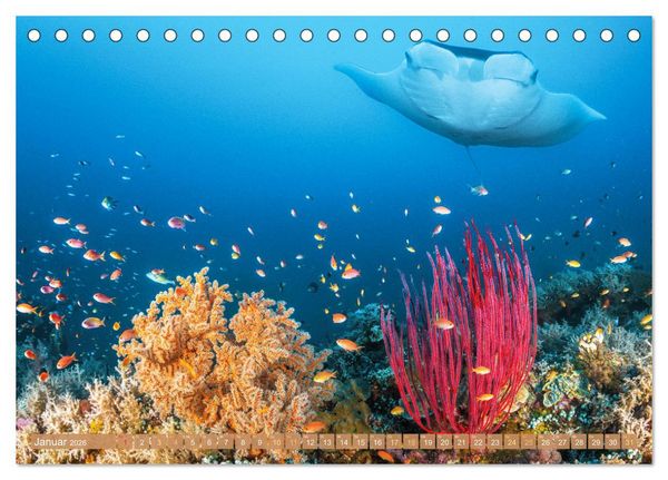 Produktbild: Fischparadies Riff (Tischkalender 2026 DIN A5 quer), CALVENDO Monatskalender