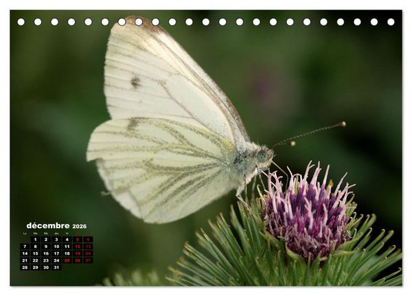 Produktbild: Araign&eacute;es et insectes (Calendrier de bureau 2026 DIN A5 vertical), CALVENDO calendrier mensuel