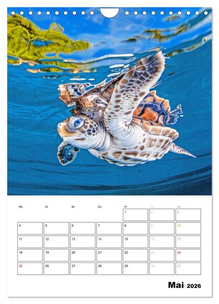 Produktbild: Wunderbare Wasserwelt der Meeresschildkr&ouml;ten (Wandkalender 2026 DIN A4 hoch), CALVENDO Monatskalender