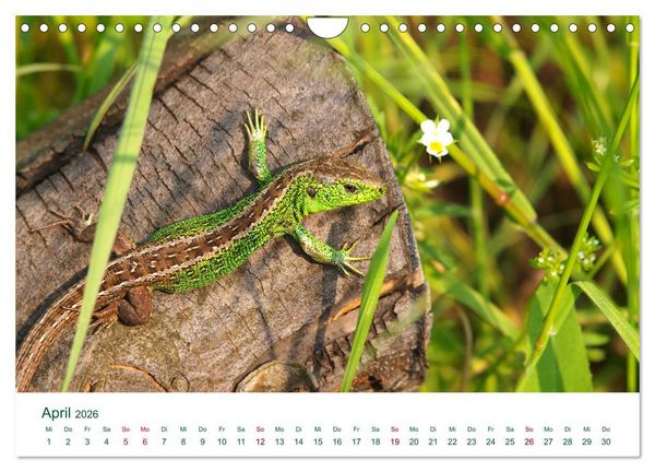 Produktbild: Auw&auml;lder bei Enns (Wandkalender 2026 DIN A4 quer), CALVENDO Monatskalender