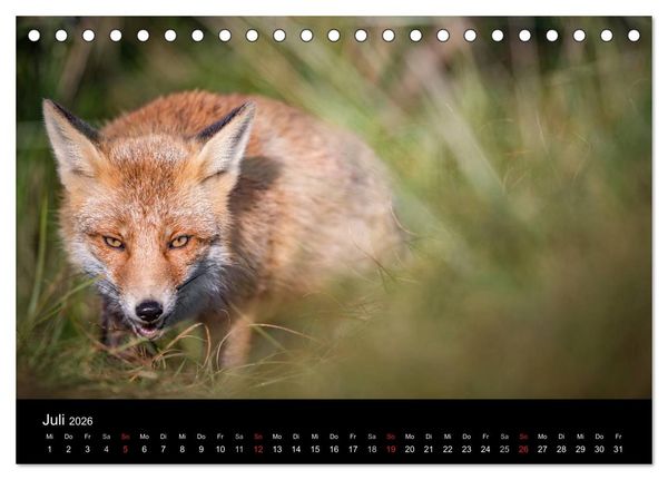 Produktbild: Rotf&uuml;chse (Tischkalender 2026 DIN A5 quer), CALVENDO Monatskalender