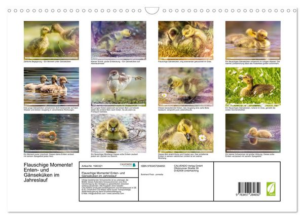 Produktbild: Flauschige Momente! Enten- und G&auml;nsek&uuml;ken im Jahreslauf (Wandkalender 2026 DIN A3 quer), CALVENDO Monatskalender