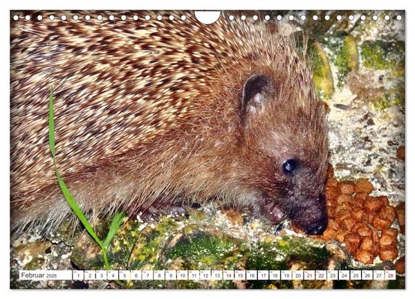 Produktbild: Mein Haus-Igel (Wandkalender 2026 DIN A4 quer), CALVENDO Monatskalender