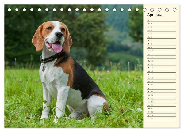 Produktbild: Beagle - Herz auf 4 Pfoten (Tischkalender 2026 DIN A5 quer), CALVENDO Monatskalender